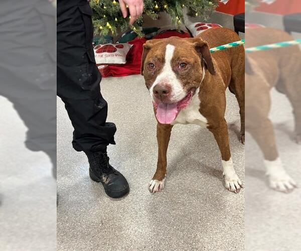 Medium Photo #1 Mutt Puppy For Sale in Louisville, KY, USA