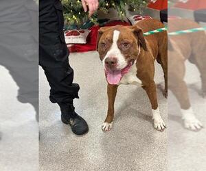 Mutt Dogs for adoption in Louisville, KY, USA