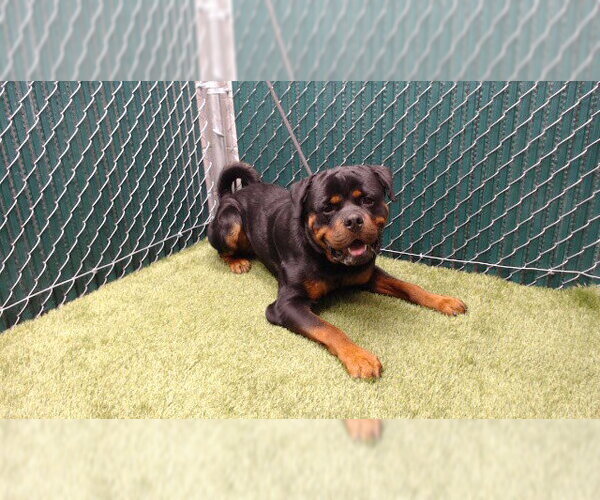Medium Photo #1 Rottweiler Puppy For Sale in Downey, CA, USA