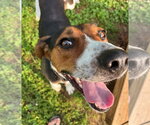 Small #4 Treeing Walker Coonhound