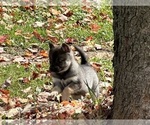 Small #10 Alaskan Klee Kai-Pomeranian Mix