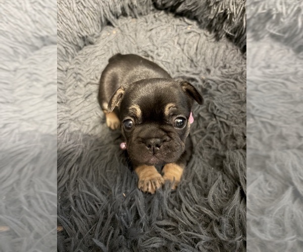 Medium Photo #5 French Bulldog Puppy For Sale in LEESVILLE, LA, USA