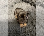 Small #4 French Bulldog