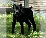 Small Photo #7 Cane Corso Puppy For Sale in ANDERSON, IN, USA