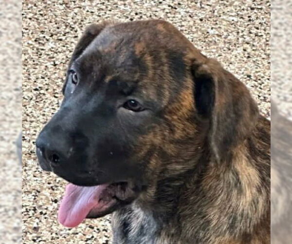 Medium Photo #1 German Shepherd Dog-Unknown Mix Puppy For Sale in Canton, CT, USA