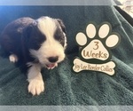 Small Photo #13 Border Collie Puppy For Sale in GIDDINGS, TX, USA