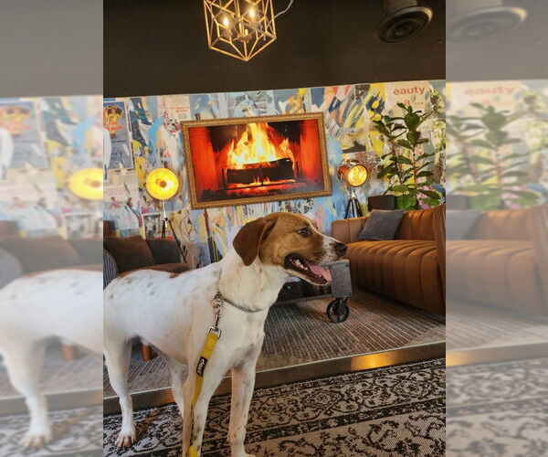 Medium Photo #5 Beagle-Unknown Mix Puppy For Sale in McDonough, GA, USA