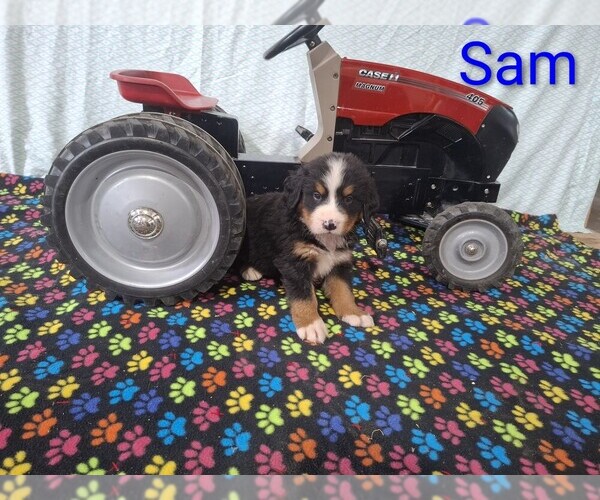 Medium Photo #2 Bernese Mountain Dog Puppy For Sale in MEMPHIS, MO, USA