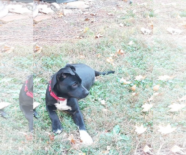 Medium Photo #1 Mutt Puppy For Sale in Sheboygan, WI, USA