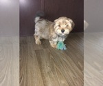 Puppy 2 Yorkshire Terrier