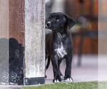Small #3 Mutt
