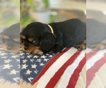 Small Photo #4 Cavalier King Charles Spaniel Puppy For Sale in FROSTPROOF, FL, USA