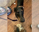 Small #1 Doberman Pinscher