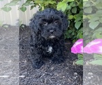 Small Lhasa-Poo