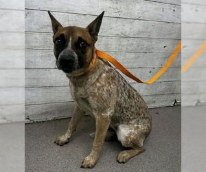 Mutt Dogs for adoption in San Bernardino, CA, USA