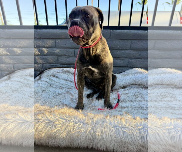 Medium Photo #4 Mutt Puppy For Sale in Goodyear, AZ, USA