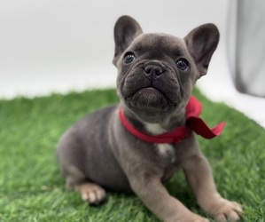 French Bulldog Puppy for sale in ANNAPOLIS, MD, USA