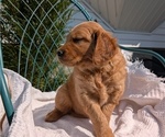 Small #5 Golden Retriever