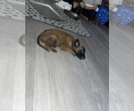 Small Photo #17 Belgian Malinois Puppy For Sale in SQUAW VALLEY, CA, USA