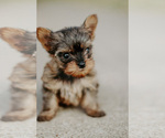 Small Photo #1 Yorkshire Terrier Puppy For Sale in FOREST HILL, TX, USA
