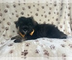Small #4 Schnauzer (Miniature)