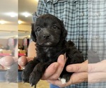 Puppy 5 ShihPoo