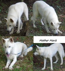 Mother of the Wolf Hybrid puppies born on 02/07/2018