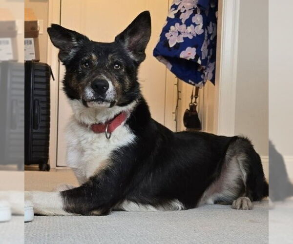 Medium Photo #11 Border Collie-Unknown Mix Puppy For Sale in Canton, CT, USA