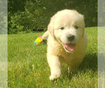 Small Photo #5 Golden Retriever Puppy For Sale in MILFORD, MI, USA