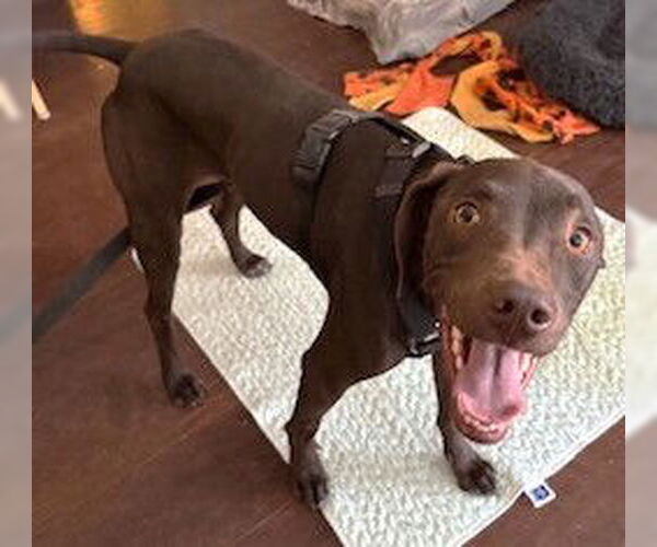 Medium Photo #6 Mutt Puppy For Sale in Boonton, NJ, USA