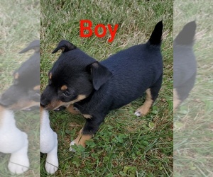 Jack Russell Terrier-Unknown Mix Puppy for sale in MEMPHIS, MI, USA