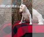 Small #12 Boxer