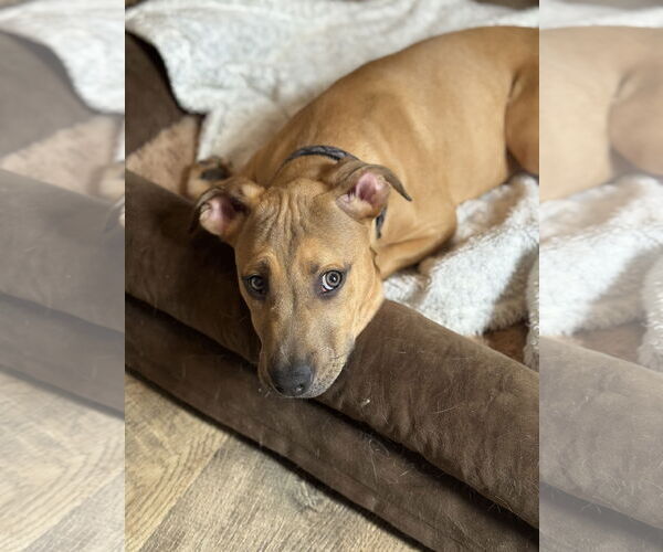 Medium Photo #4 Mutt Puppy For Sale in Holly Springs, NC, USA