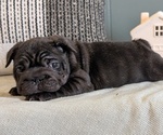 Small Photo #20 French Bulldog Puppy For Sale in GOSHEN, IN, USA