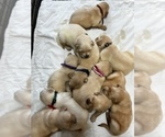 Small Photo #2 Golden Retriever Puppy For Sale in BLUE RIDGE, GA, USA