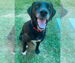 Small #9 Labrador Retriever Mix
