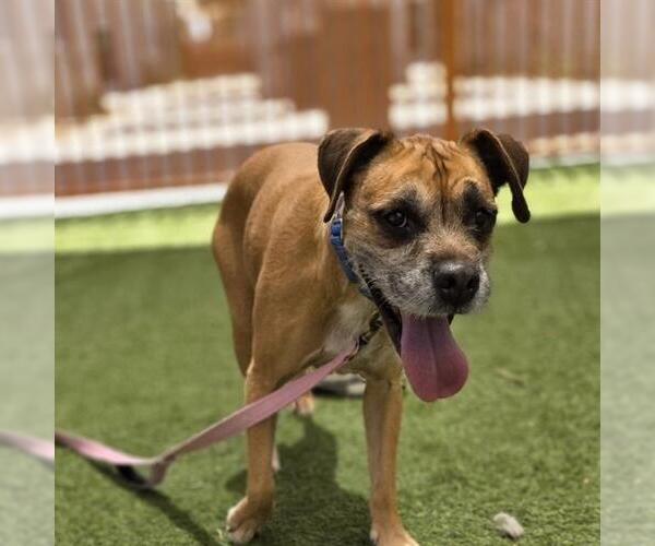 Medium Photo #1 Mutt Puppy For Sale in Las Vegas, NV, USA
