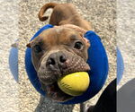 Small #1 Bulldog Mix