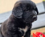 Puppy Banjo Goberian