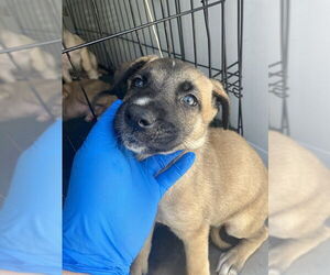 German Shepherd Dog Dogs for adoption in Stockton, CA, USA