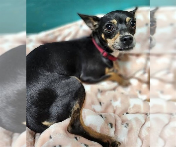 Medium Photo #1 Chihuahua-Unknown Mix Puppy For Sale in Woodbury, NY, USA