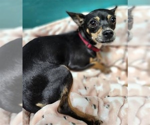 Chihuahua-Unknown Mix Dogs for adoption in Woodbury, NY, USA