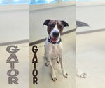 Small #1 Beagle-Pointer Mix