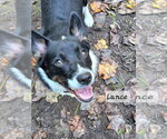 Lance - Male Mutt Dog for Adoption - Small photo