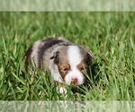 Small #6 Miniature Australian Shepherd