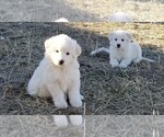 Small Photo #1 Great Pyrenees Puppy For Sale in TWIN FALLS, ID, USA