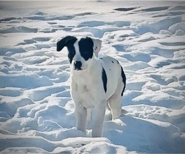 Medium Photo #3 Shepradors Puppy For Sale in Princeton, MN, USA