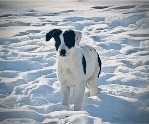 Dino - Female Shepradors Dog for Adoption - Photo #3