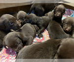 Small Photo #24 Labrador Retriever Puppy For Sale in MARYVILLE, TN, USA