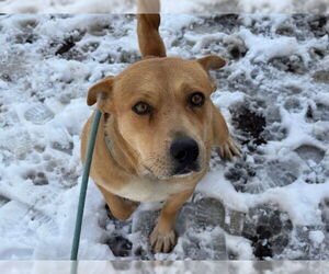 Carolina Dog-Unknown Mix Dogs for adoption in Tulsa, OK, USA